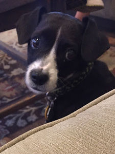 Meet your Posher, Carson